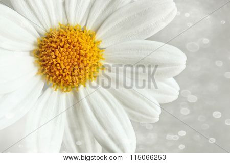 White daisy against a soft blur background