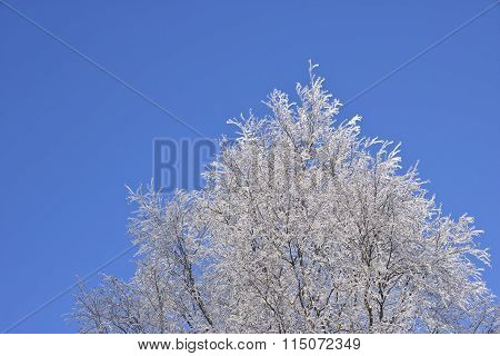 Winter Tree Against Blue Sky