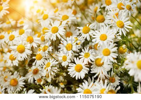 Bouquet of camomiles at sunlight. summer morning. Natural cute background.