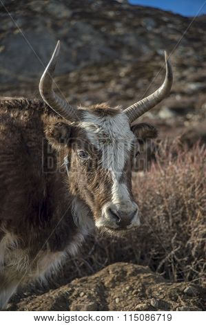 Dzo (yak Hybrid) In The Himalayas.