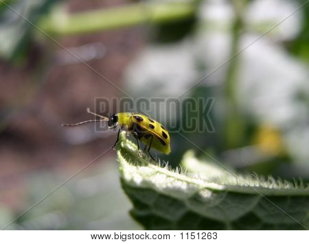 玉米会甲虫家花园害虫