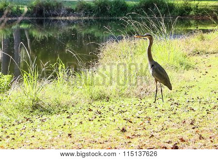 The Gray Heron Surveys His Pond