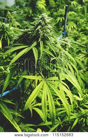 Bud on Marijuana Plant at Indoor Cannabis Farm with Flat Vintage Style
