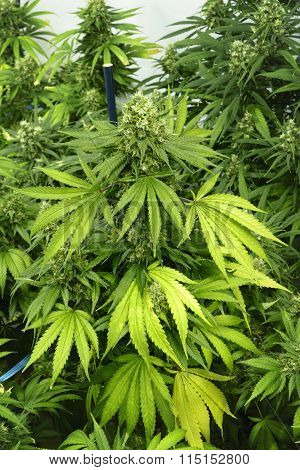 Large Leafy Marijuana Plant with Buds at Indoor Cannabis Farm