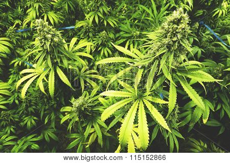 Marijuana Plants with Big Buds Ready to Harvest at Indoor Cannabis Farm with Flat Vintage Style
