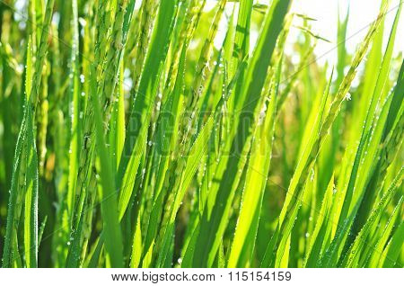 Defocused Of Paddy Plant With Sparkling Morning Dew.