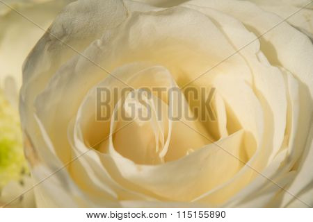 Yellow Rose Close-up