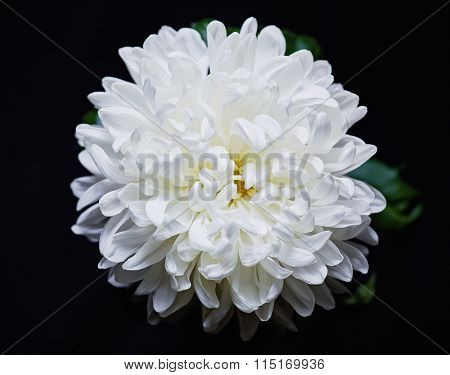 White chrysanthemum