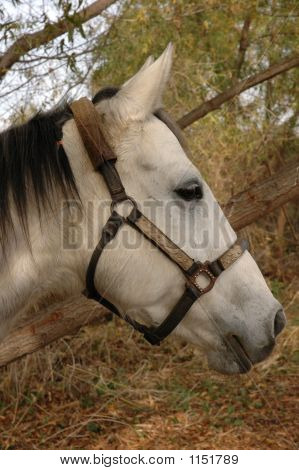 Retrato de una cabeza de caballo