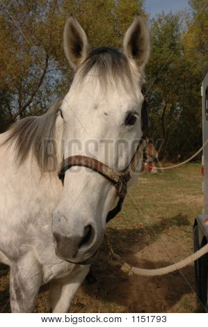Perfil de caballo