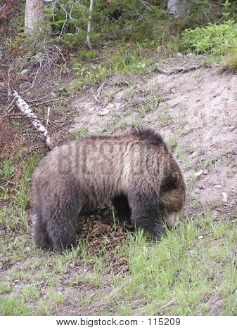 Grizzly - Bear