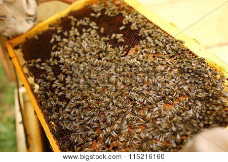 Bees
