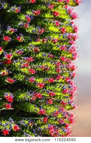 Red Tajinaste Flowers On The El Teide Volcano, Tenerife, Spain