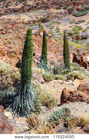 Red Tajinaste Flowers On The El Teide Volcano, Tenerife, Spain