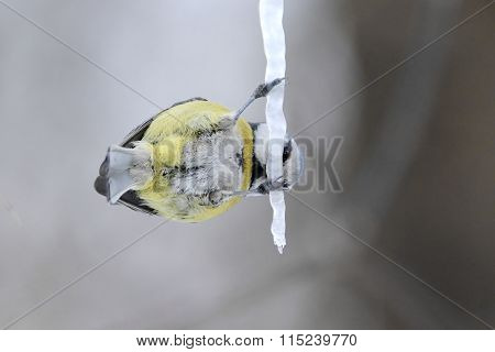 Acrobatics Of Blue Tit On Maple Syrup Icicle In Early Spring