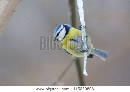 Blue Tit On Maple Sap Icicle