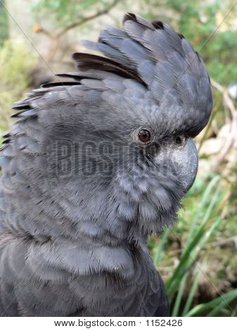 Cacatua