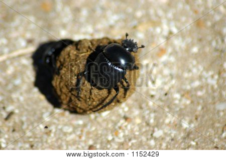 Dung Beetle