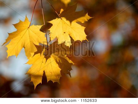 Grupp av tre höstlöv