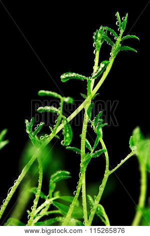 Fresh little green spouts of lentils