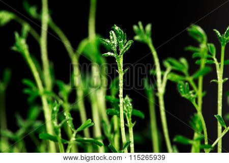Fresh little green spouts of lentils