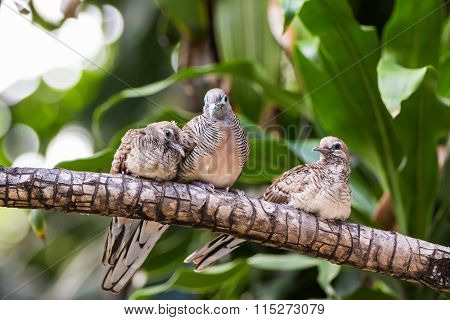 Zebra Dove Family
