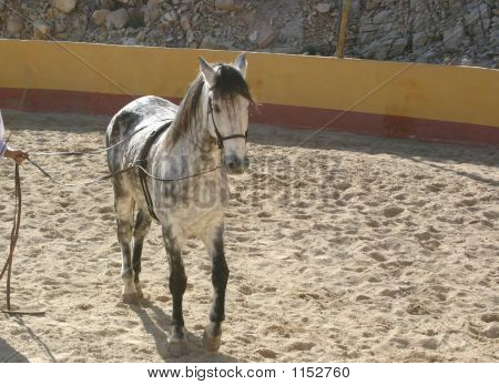 Spansk hingst