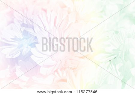 Spray Type Of Chrysanthemum In Pastel Tone.