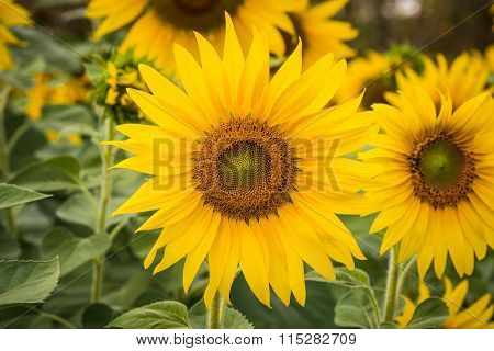 Yellow Sunflower