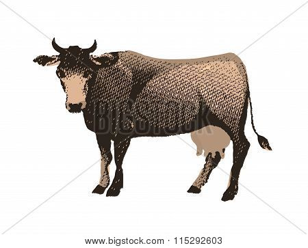 Engraving cow isolated on white background