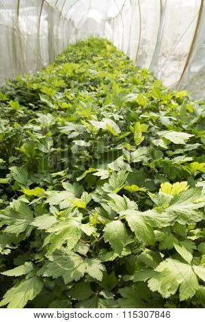 White Mugwort House