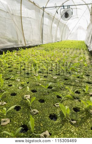 Organic Plantation Farm