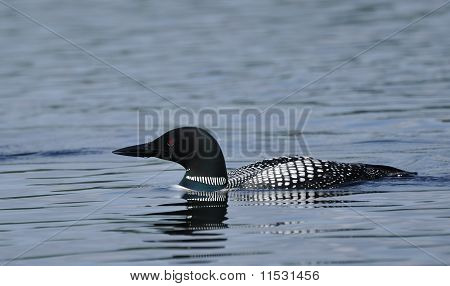 Gemeinsame Loon
