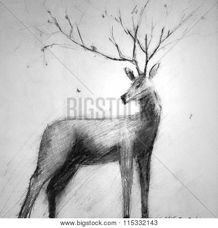 charcoal sketch of the deer