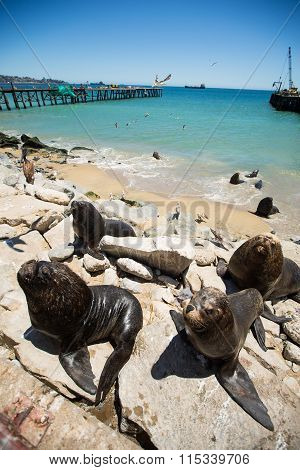South American Fur Seals