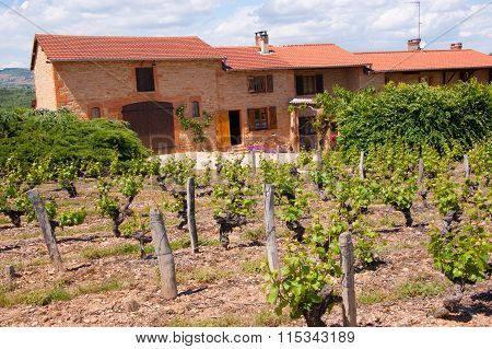 Charnay-rhone-20 June 2012-wine House In The Vineyard ,june 2012,charnay , Rhone