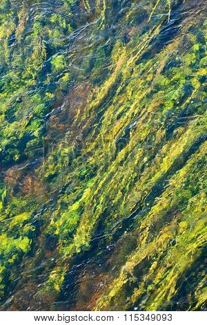 algae in river