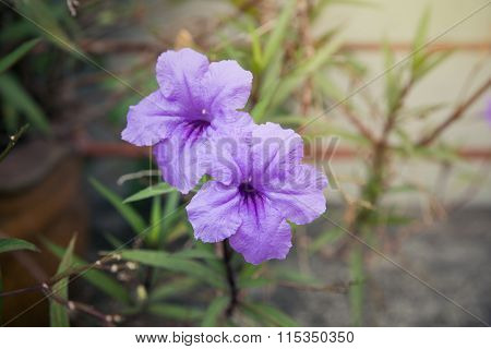 Ruellia Brittoniana