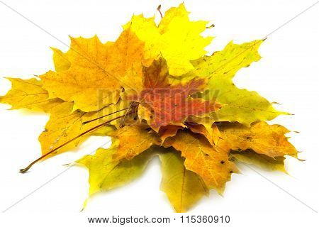 Yellow Leaf Isolated On White