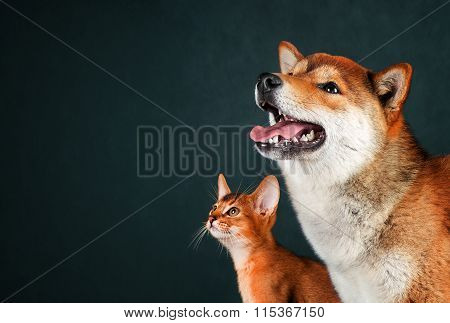 Cat and dog, abyssinian kitten , shiba inu puppy look at left