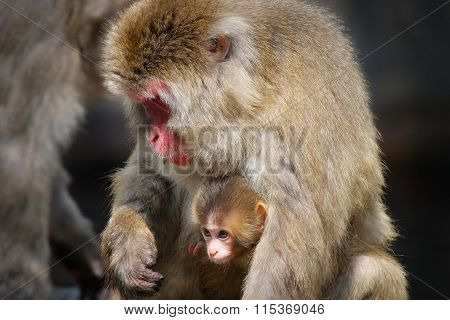 Snow Monkey Baby And Its Mother (Japanese Macaque)