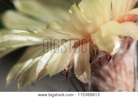 Astrophytum Flower