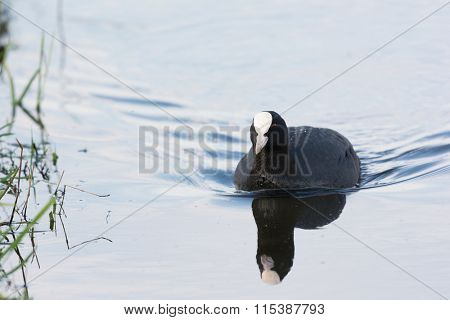 Eurasian coot swimming in water