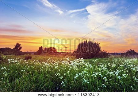 Landscape with coloful sunset in summer field with flowers