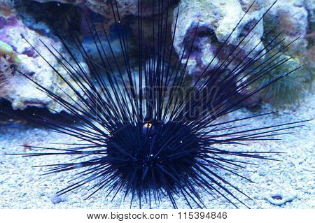 Urchin underwater