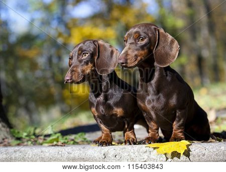 tvo dachshund rabbit dogs on autumn forest with leaves