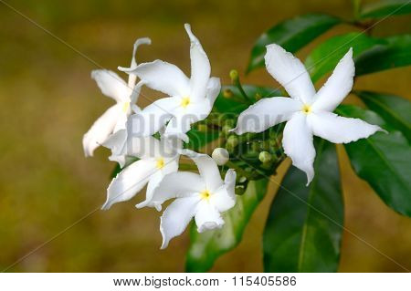 White Sampaguita Jasmine Or Arabian Jasmine; Tropical White Flower