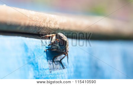 Fly / brake / horsefly - bloodsucker close