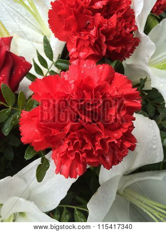 Beautiful red carnation