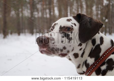 Dalmatian